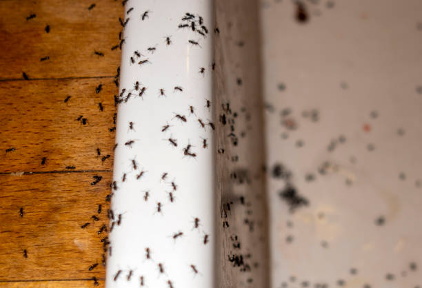 Best Wildlife Control Services  in Northchase, NC