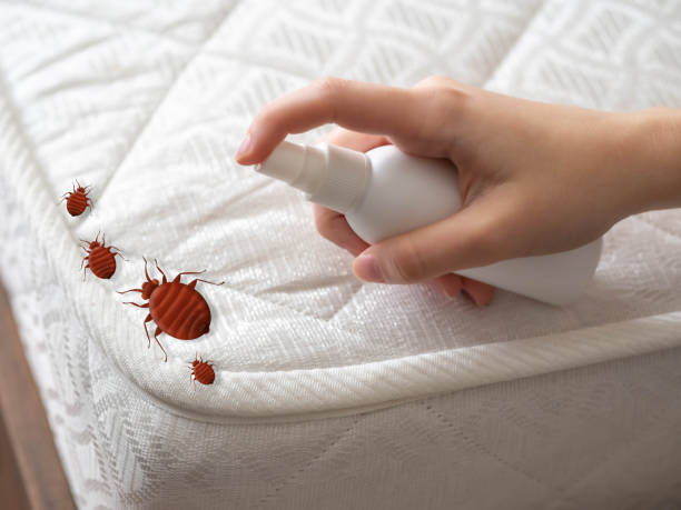Reliable Northchase, NC Pest Control Solutions